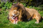 A lion eating raw meat